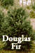 Douglas Fir